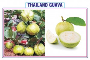 THAILAND GUAVA